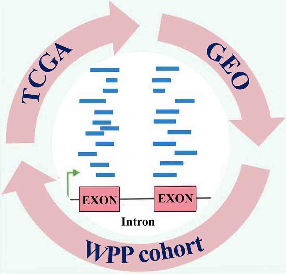 Bulk Transcriptomics