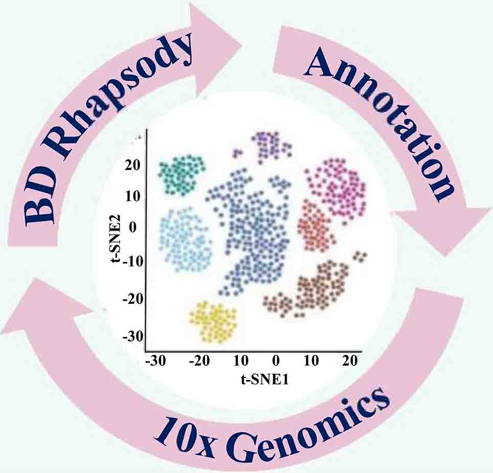 Single-cell Transcriptomics