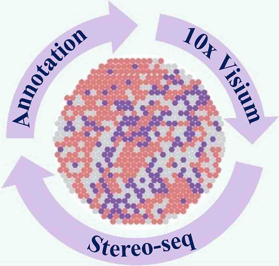 Spatial
Transcriptomics