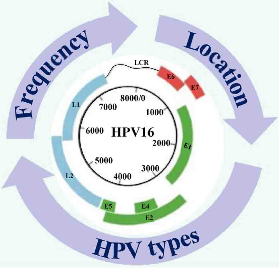 HPV 
 Integration